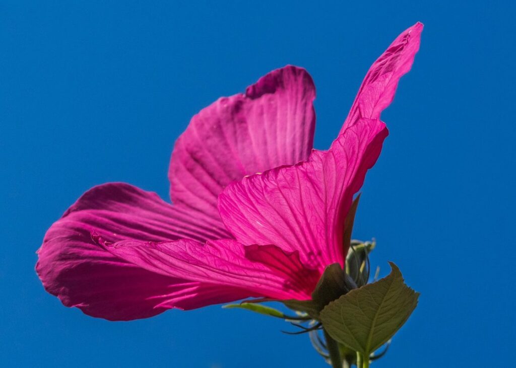 how to keep hibiscus alive