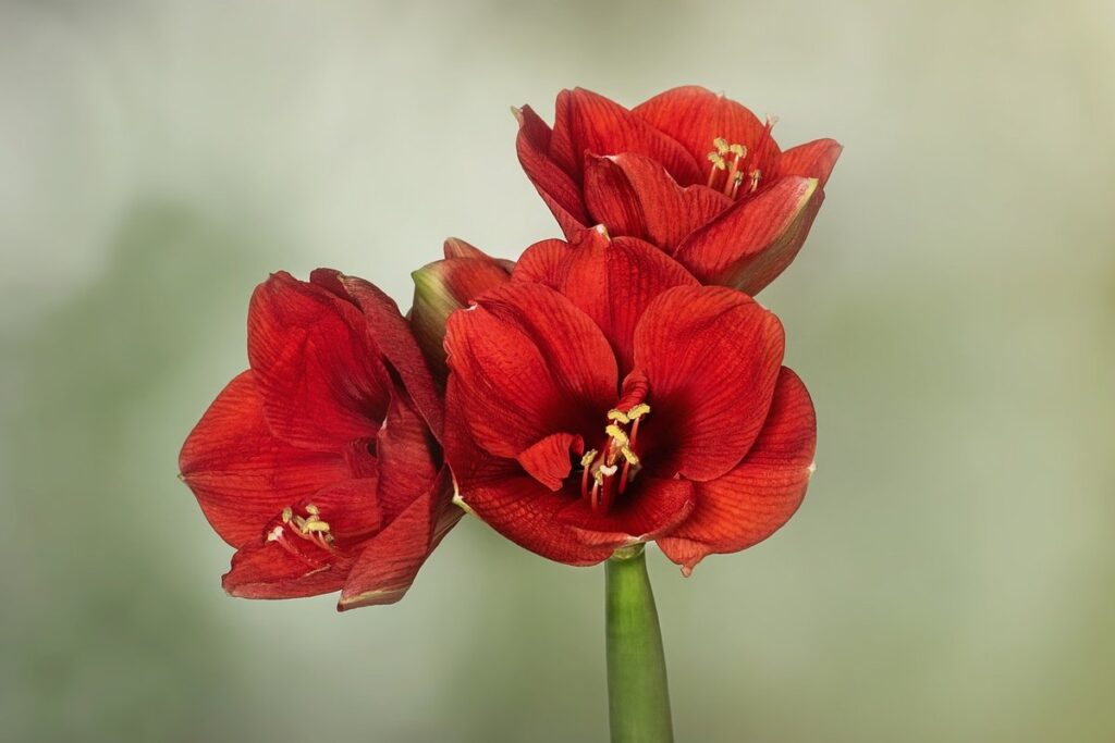do hippeastrum bulbs multiply