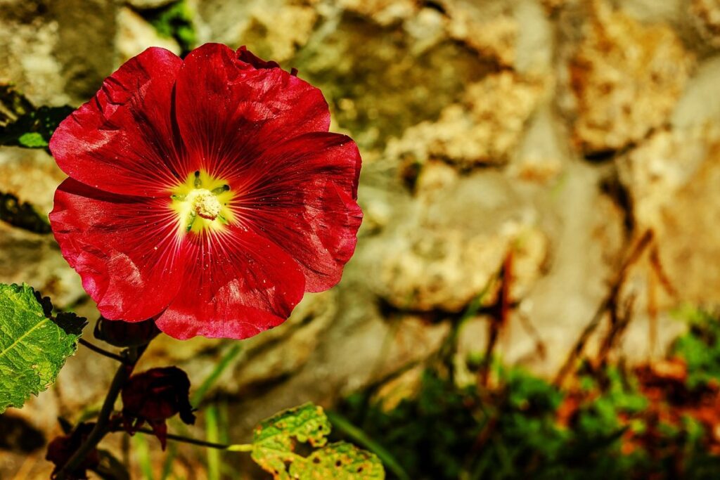 hollyhock bloom in gardens