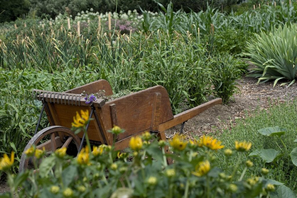 growing vegetables in home gardening
