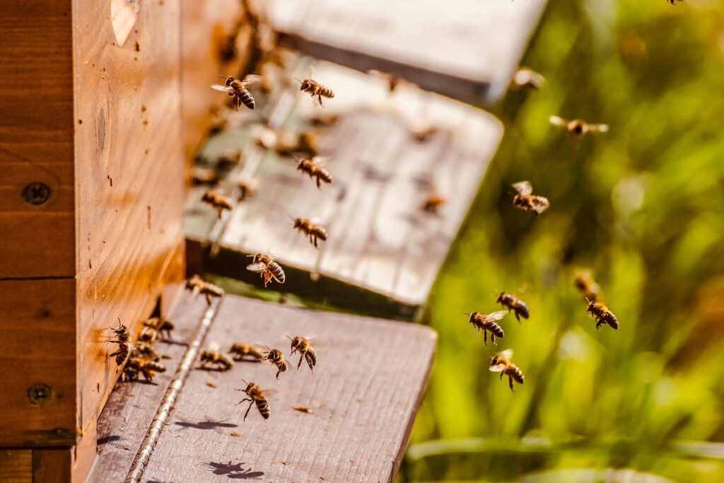bee breeding for garden pollination