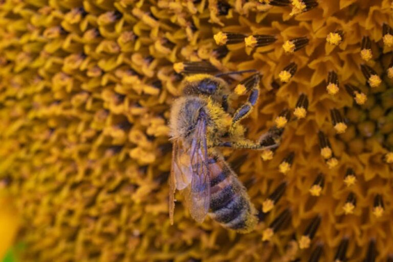 honey bee hive diagram