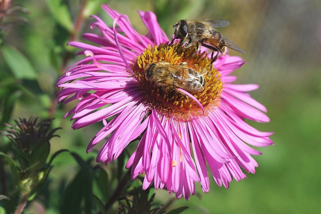 feed honey bees in gardens