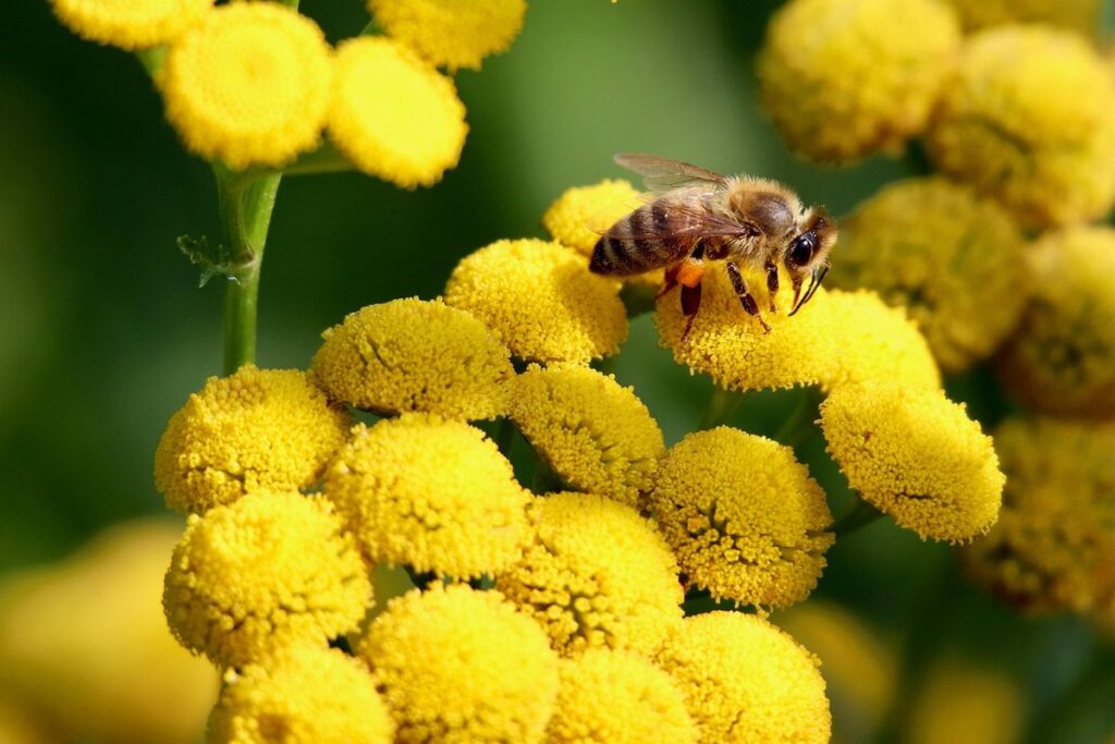 pollination in gardens