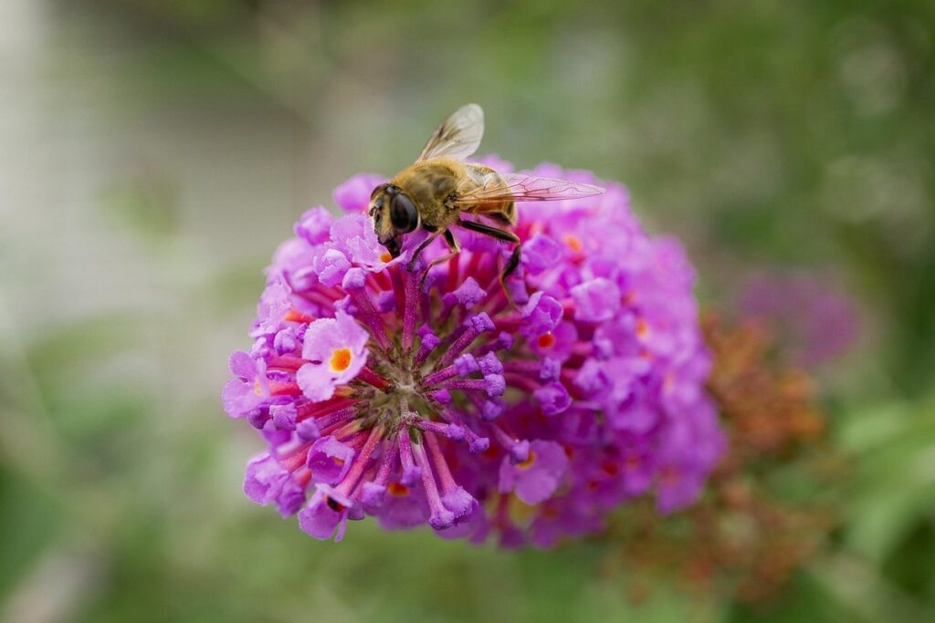 honeybee colour and plant attraction