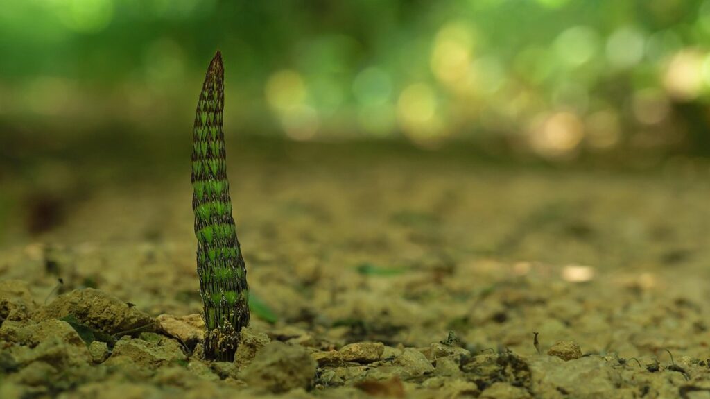 horsetail plant