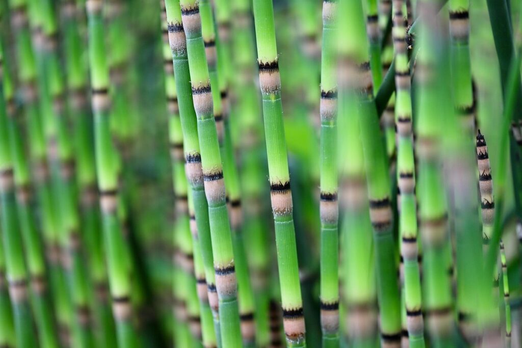 horsetail weed management
