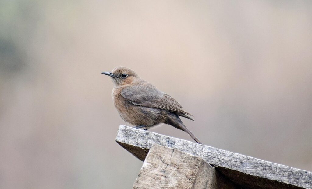 house wren house placement