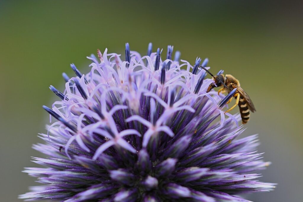 hover flies