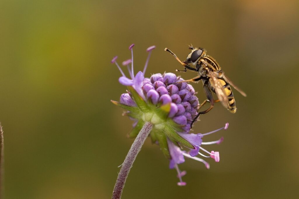 hover fly