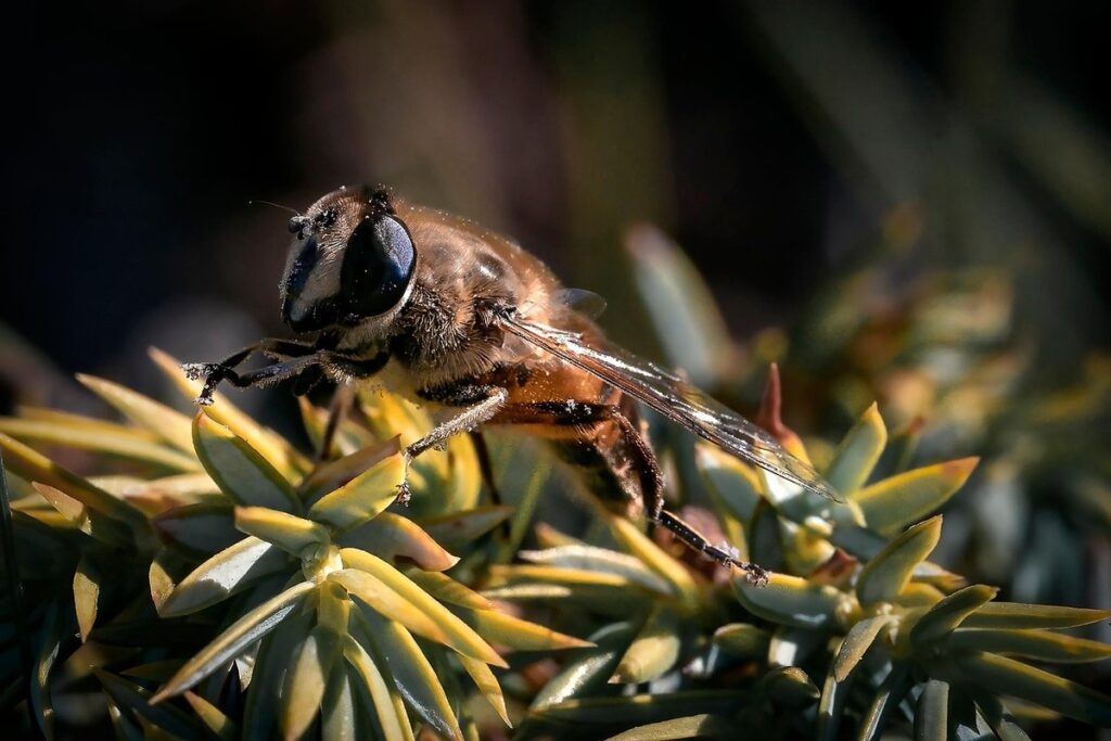 hoverfly insect
