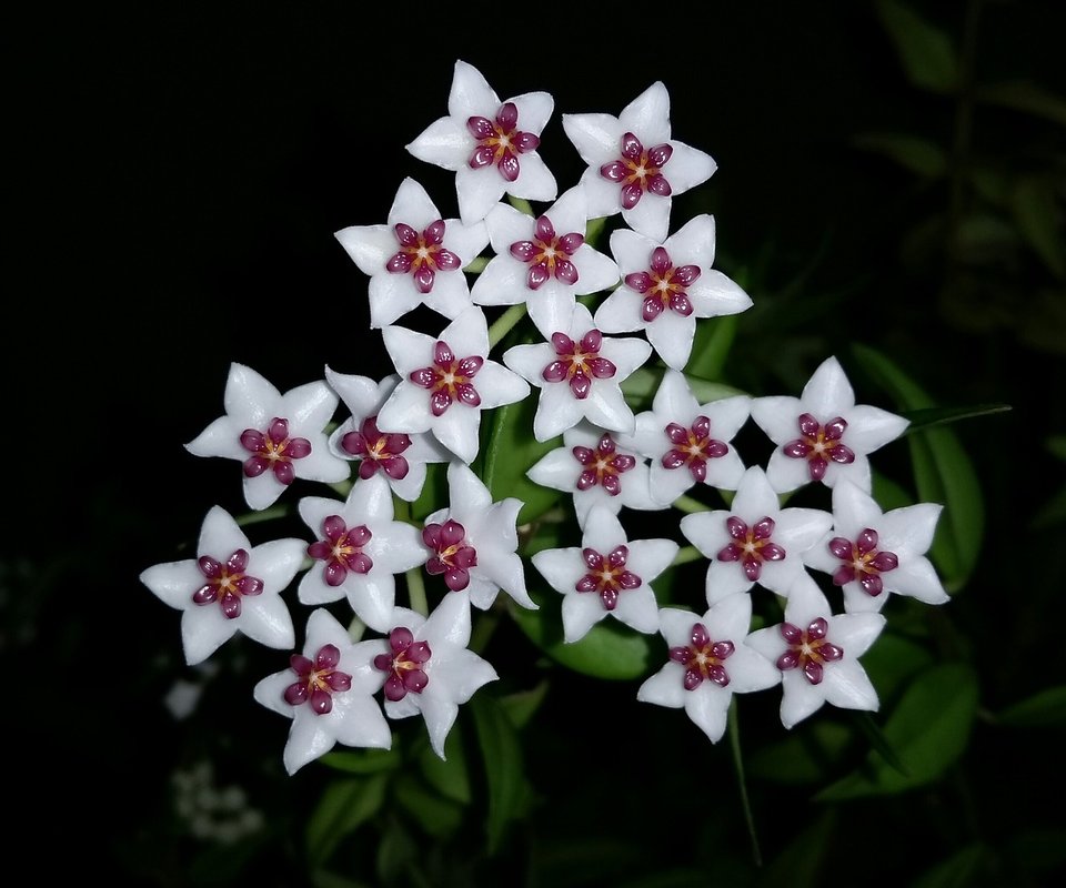 hoya plant care