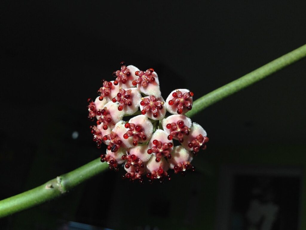 hoya plant heart shaped care