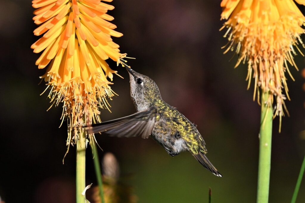 hummingbird flowers