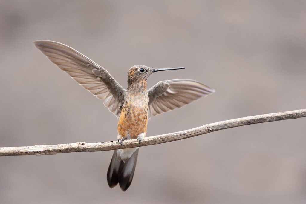 flowers that draw hummingbirds and butterflies