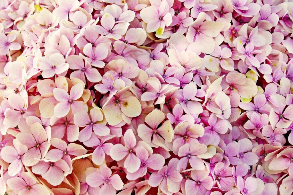 pink hydrangea care