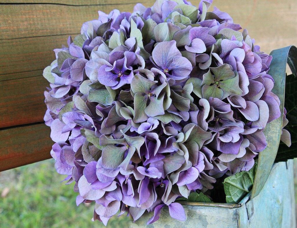 do hydrangeas like sun or shade