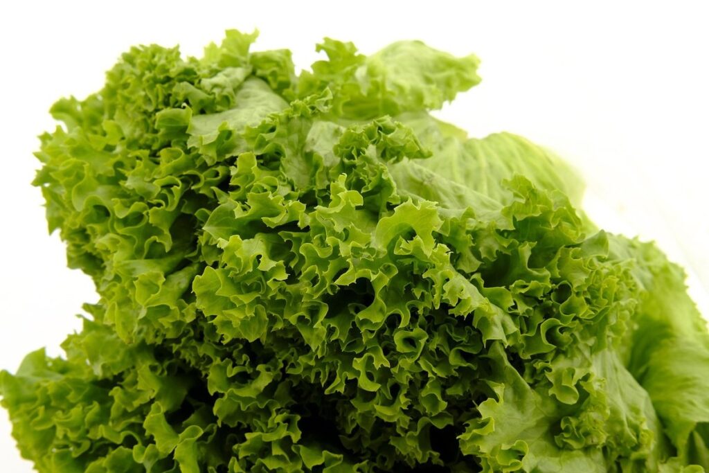 how to grow iceberg lettuce