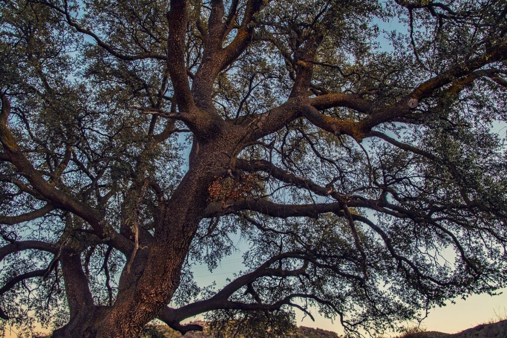 ilex holm oak plant