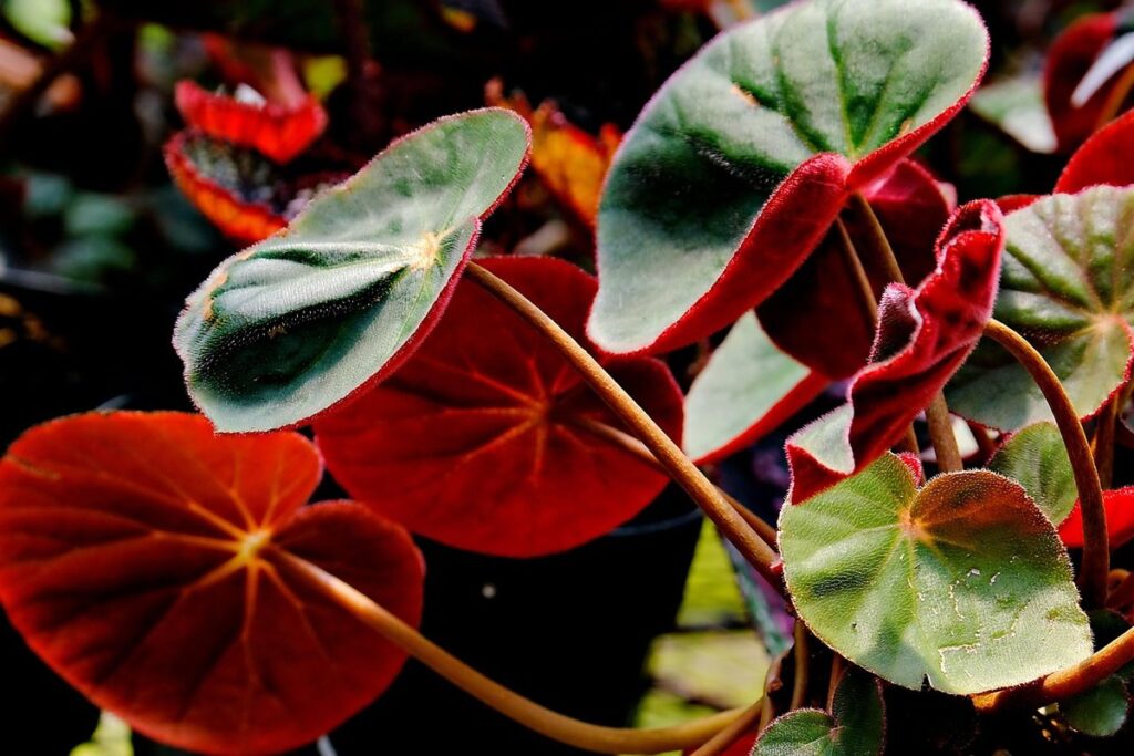 how to grow vegetables indoors without sunlight