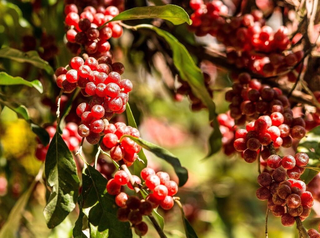 invasive plant species in australia