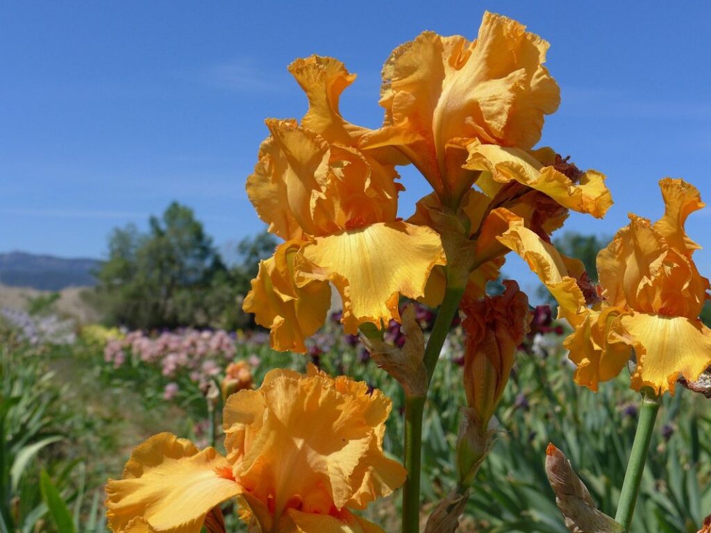 Iris flowers