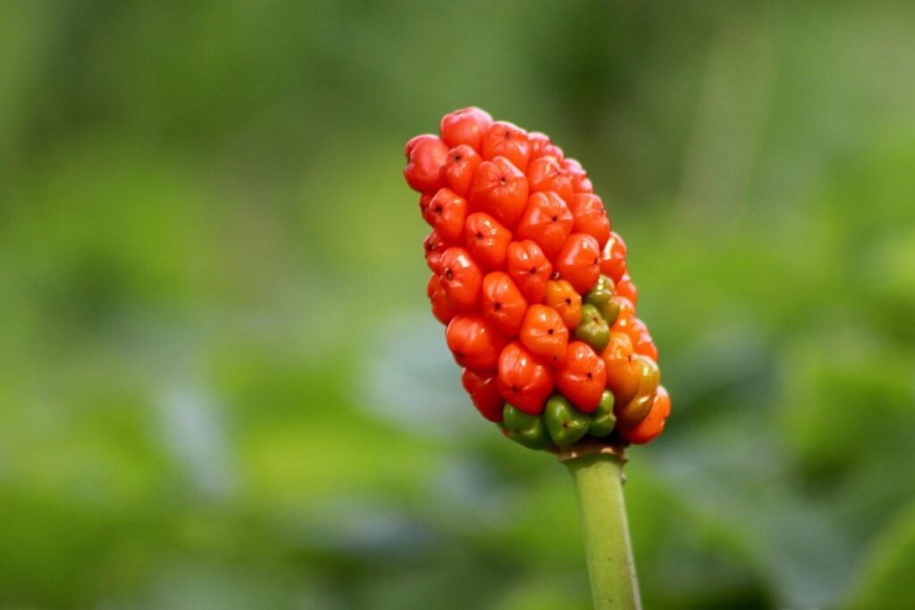 italian arum plant