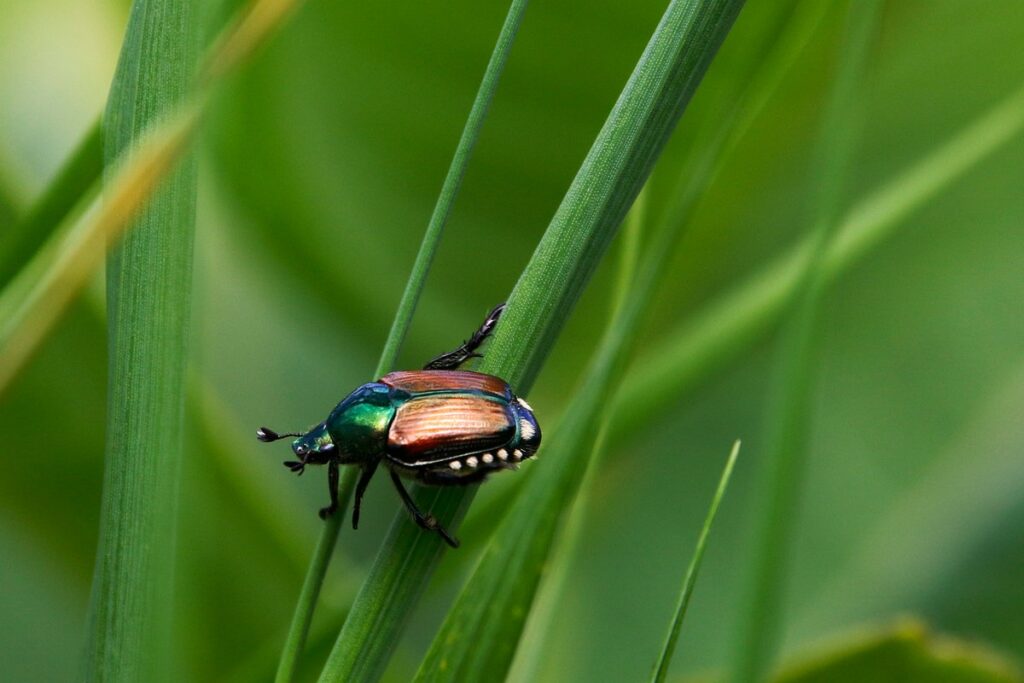 can japanese beetles bite plants