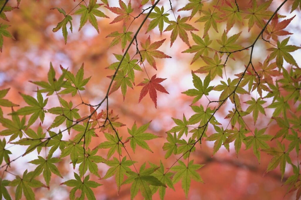 japanese maple tree flowers