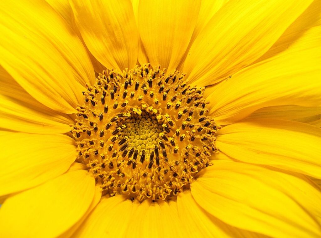 japanese sunflower