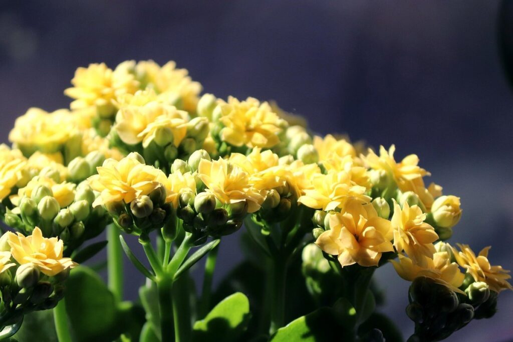 kalanchoe blossfeldiana care