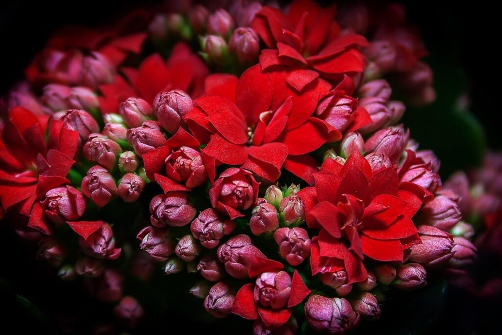 kalanchoe plant succulents care