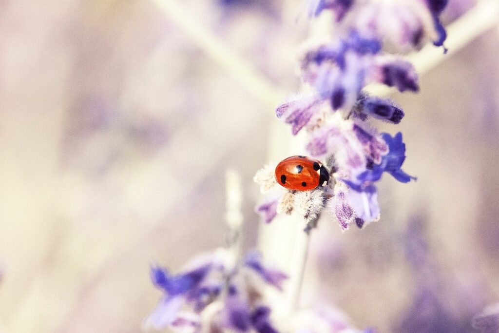khapra beetle
