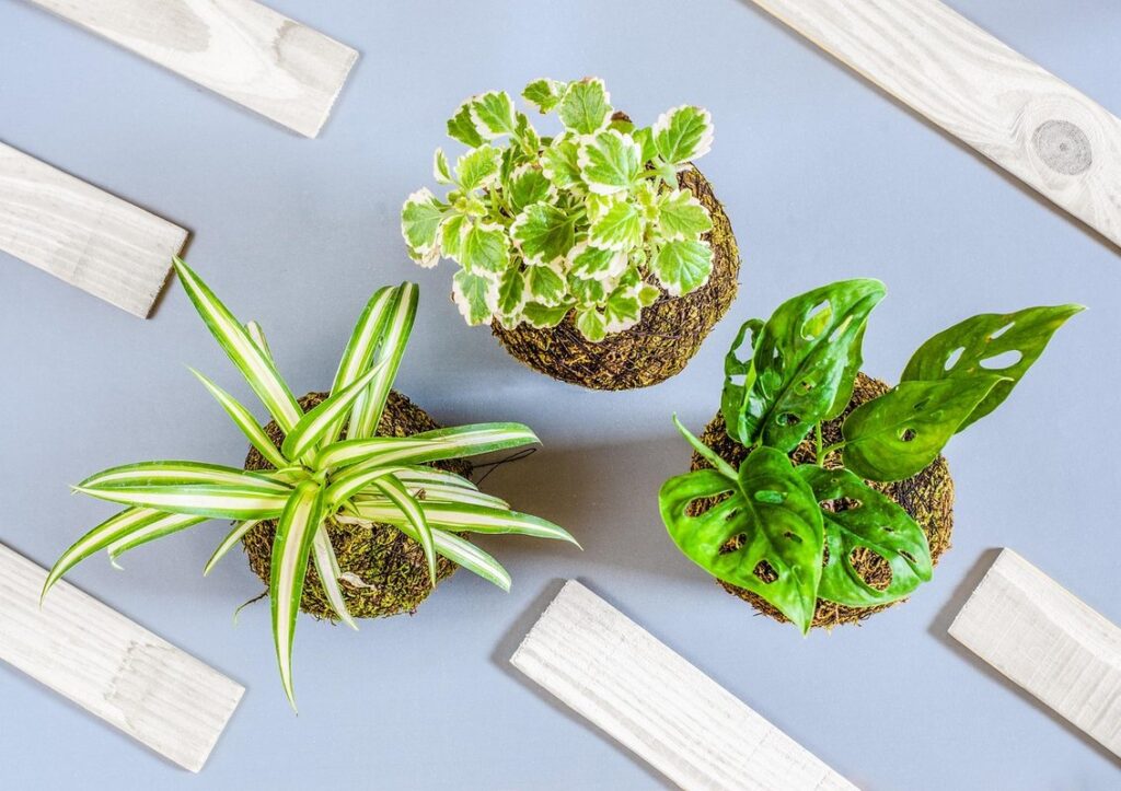 kokedama plants