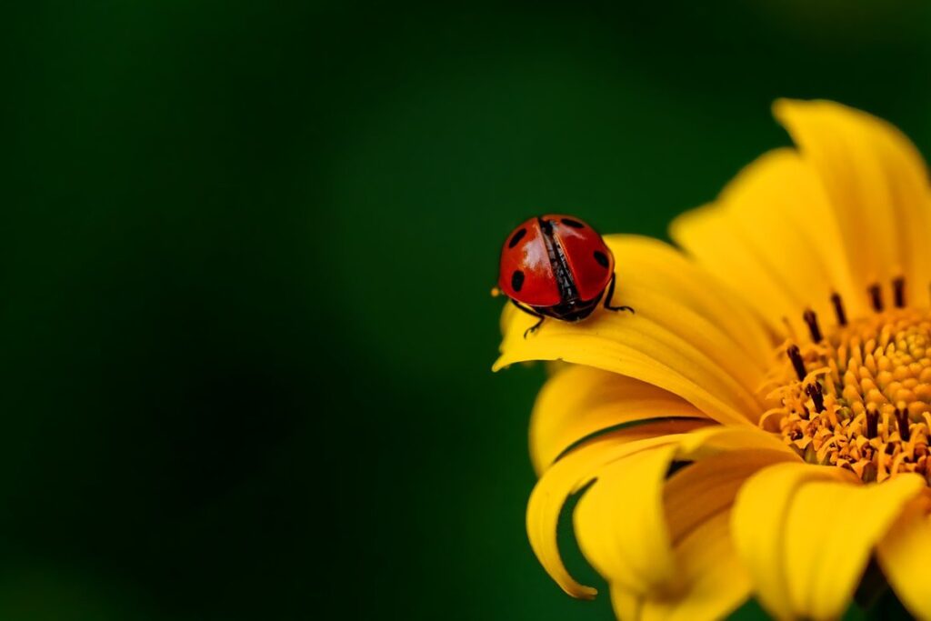 ladybird myths