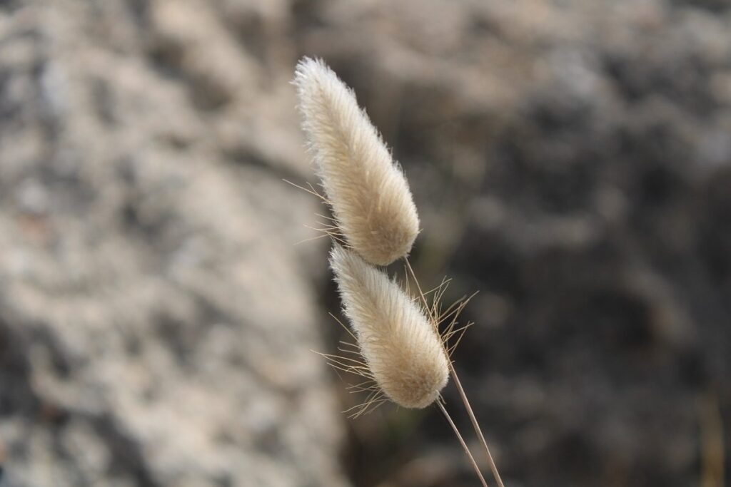 lagurus ovatus bunny tails