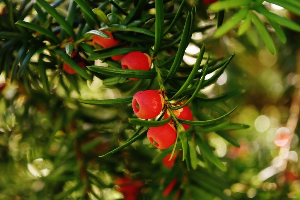 landscape design yew
