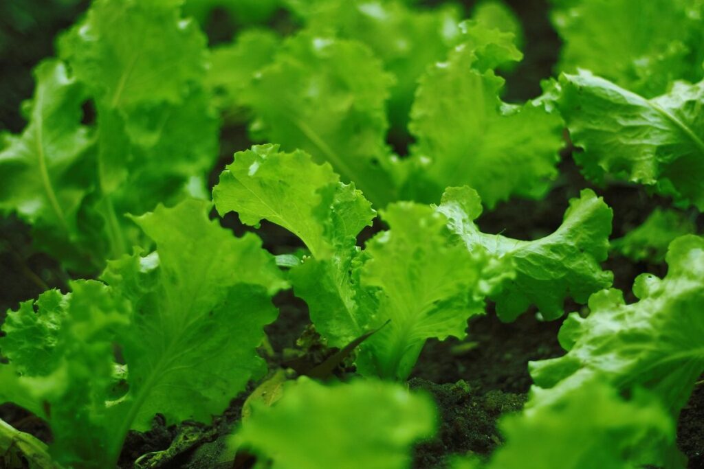 how to plant lettuce at home