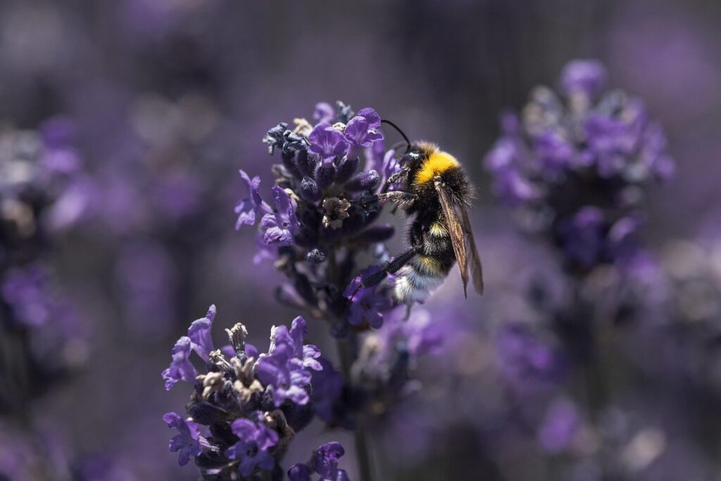 lilac vs lavender