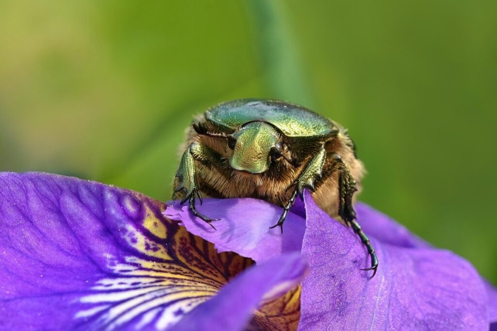 lily bugs