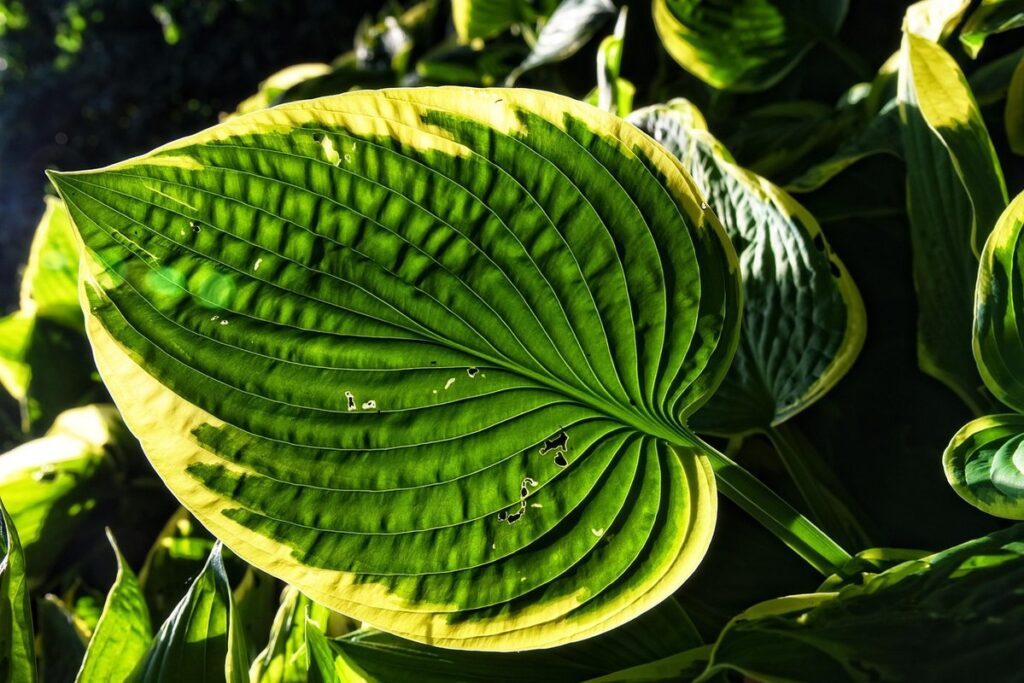 lily hosta