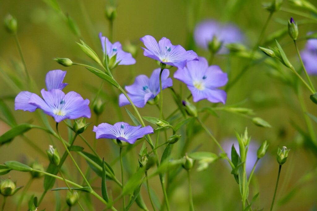 linseed plant