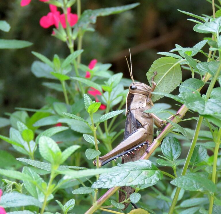 how to get rid of locusts in gardens