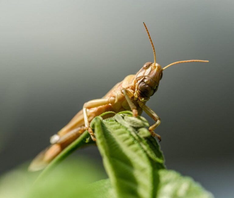 locust plague