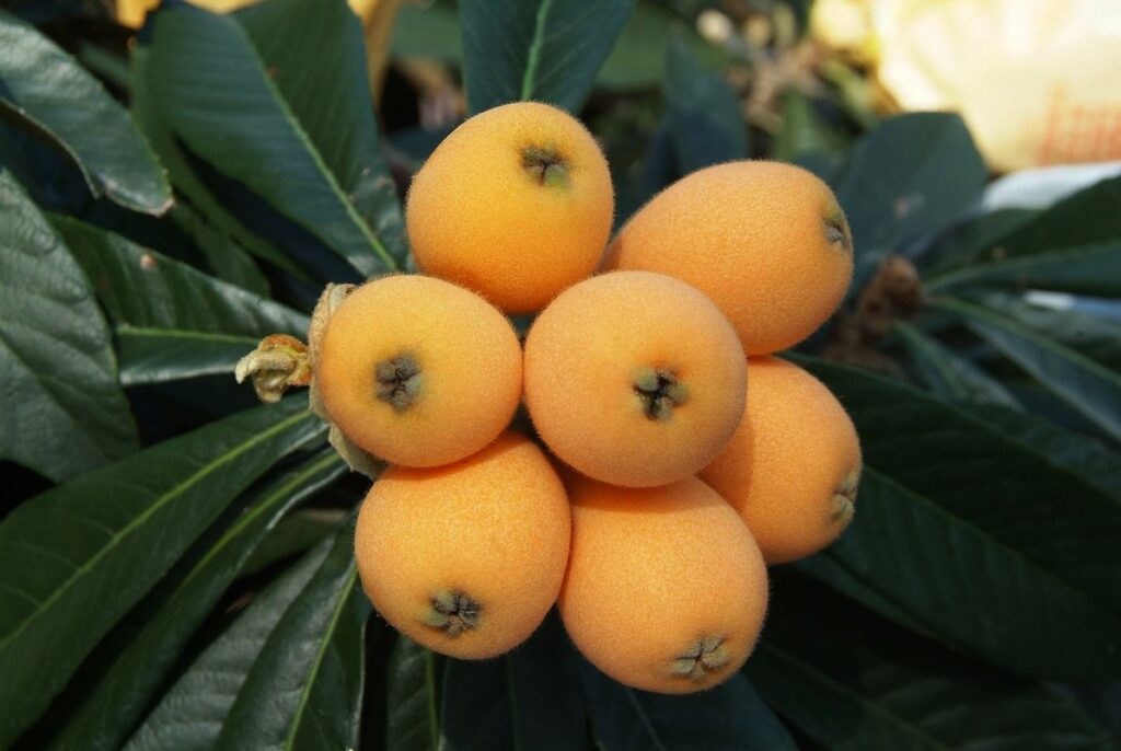loquat bloom
