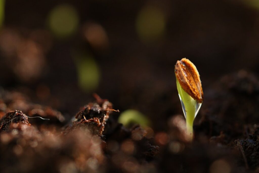 how to germinate lupin seeds