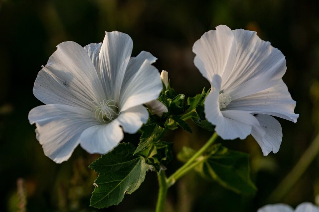mallow lavatera