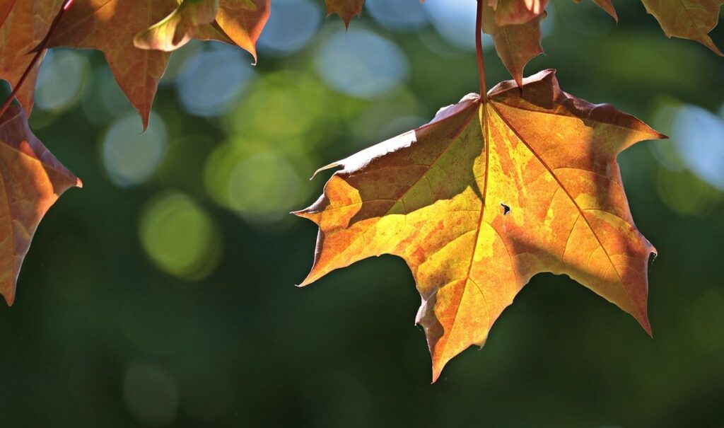 when do maple trees bloom