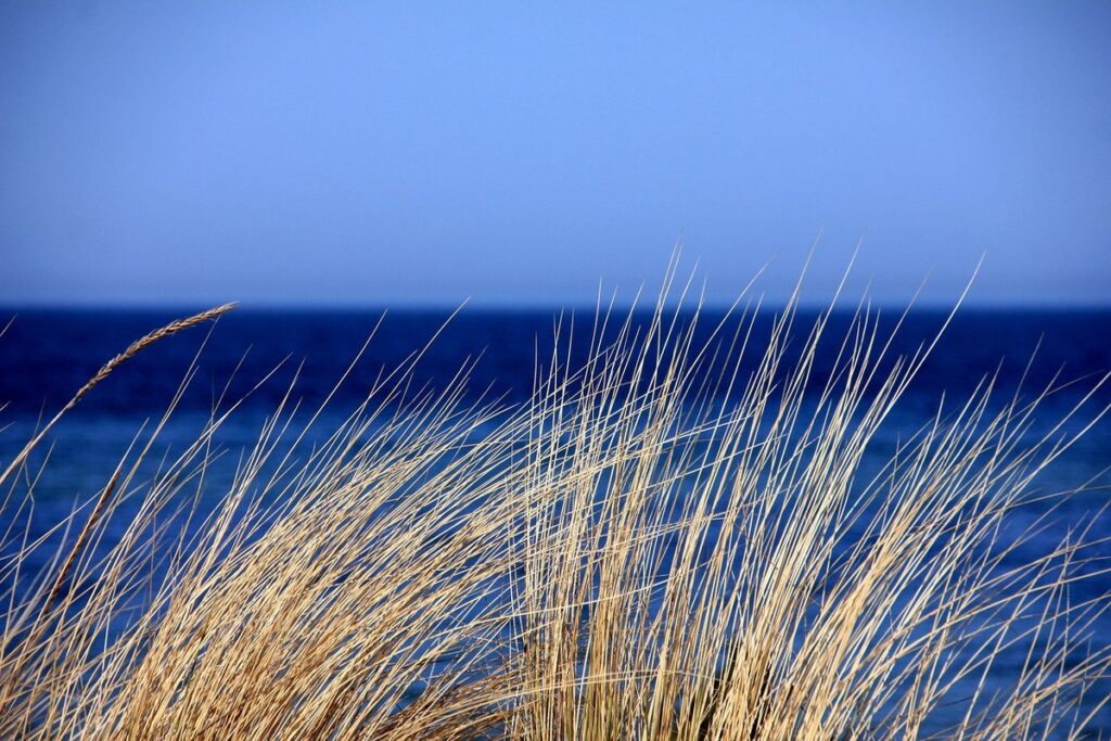 marram grass