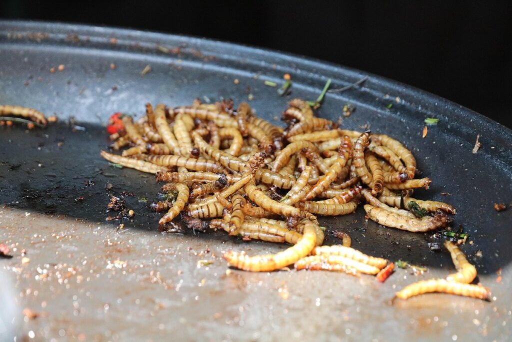 how to cultivate mealworms